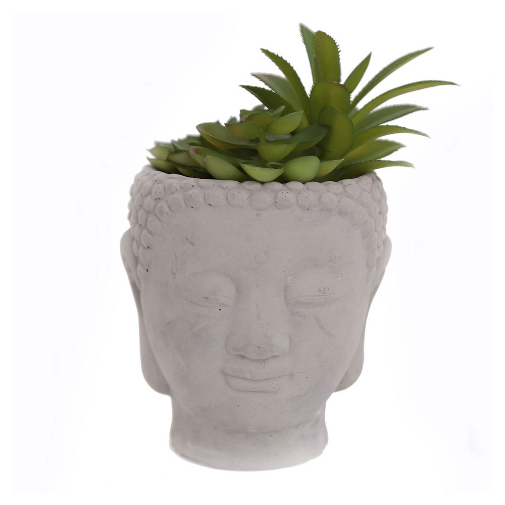 20cm Buddha Head Succulent